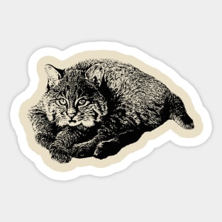 Bobcat cub Sticker